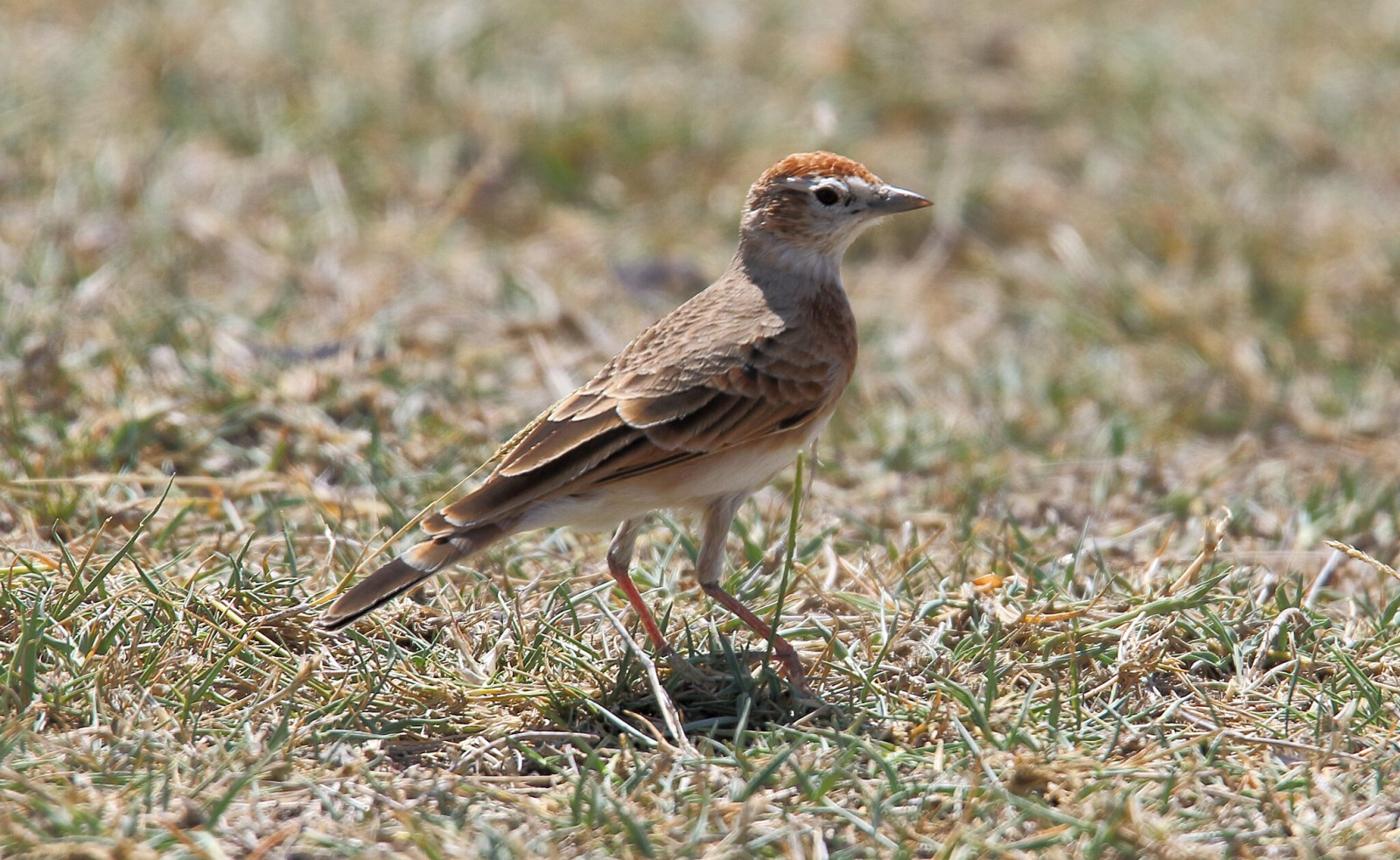 image Red-capped Lark